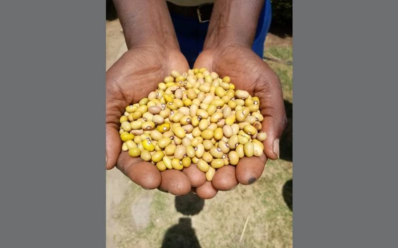 Harvested yellow beans